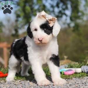 Carla, Sheepadoodle Puppy